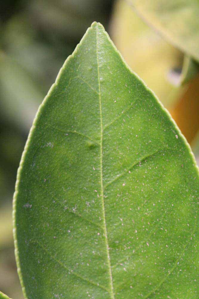            Margin (Vainiglia, Riverside, CA)   